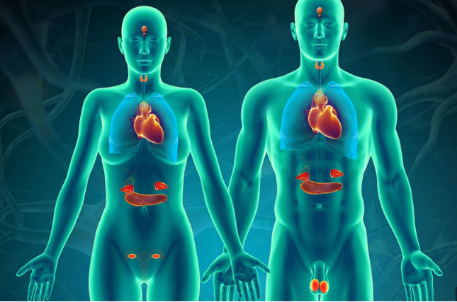 Compétence 13 : Procédés de soins et système endocrinien