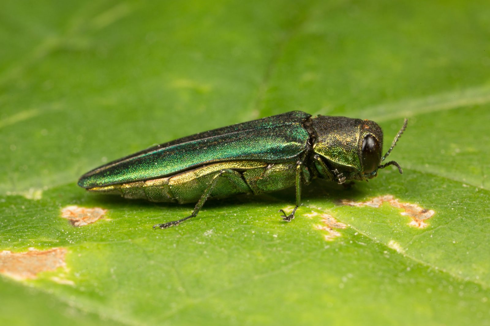 C08: (RAC) Anomalies et résistance mécanique des arbres