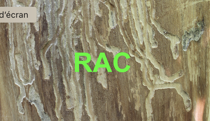 C08: (RAC) Anomalies et résistance mécanique des arbres
