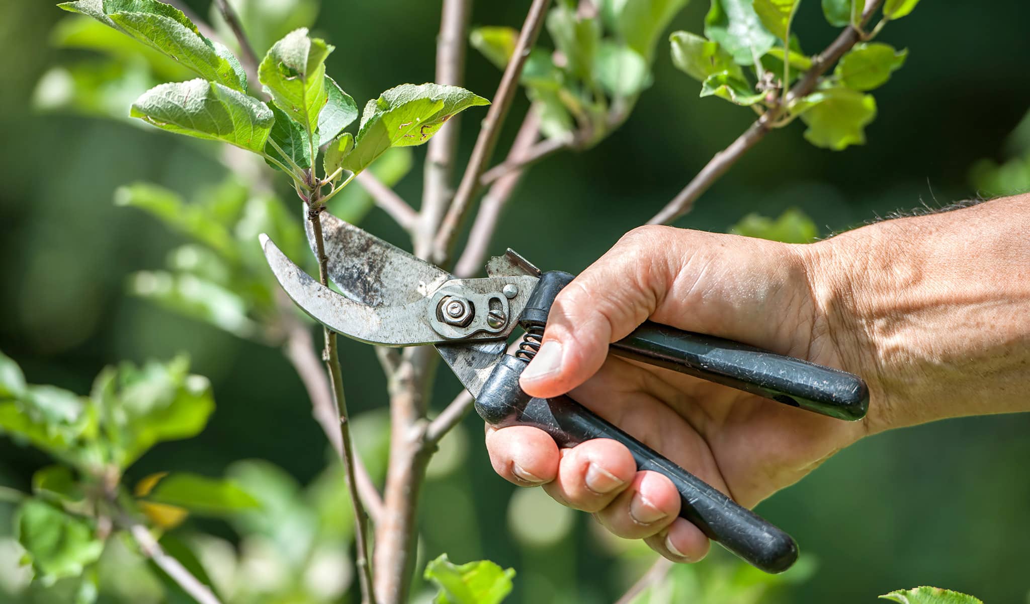 C09: Taille d'arbres jeunes, d'arbres fruitiers et de haies (François)