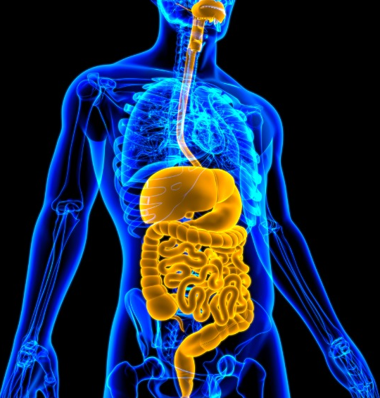 Compétence 15 : Procédés de soins et système digestif 