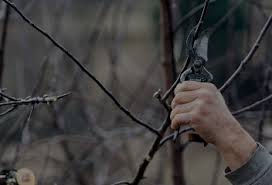 C09: Taille d'arbres jeunes, d'arbres fruitiers et de haies (Groupe 3)