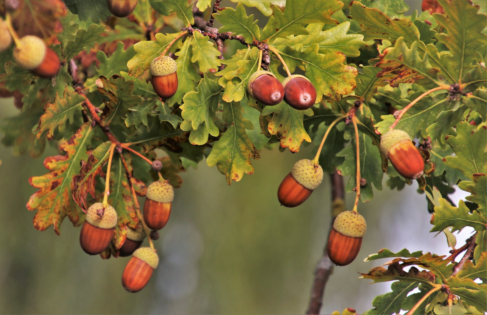 Caractérisation des arbres en milieu urbain (RAC)