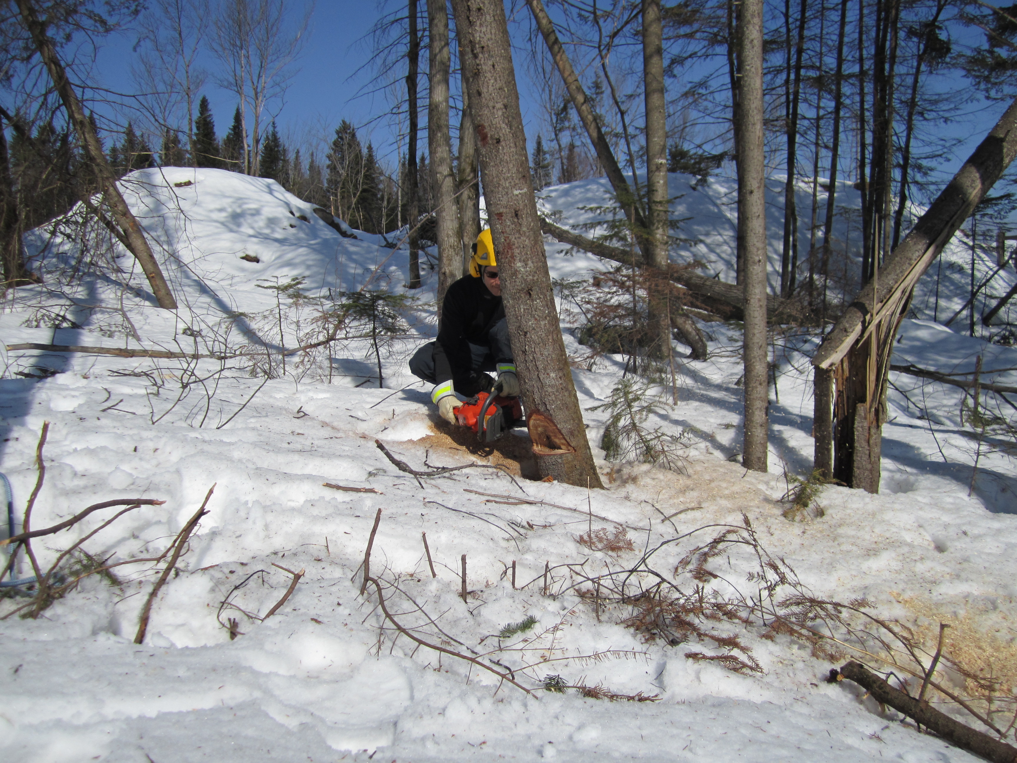 C14: Abattage d'arbres groupe 1