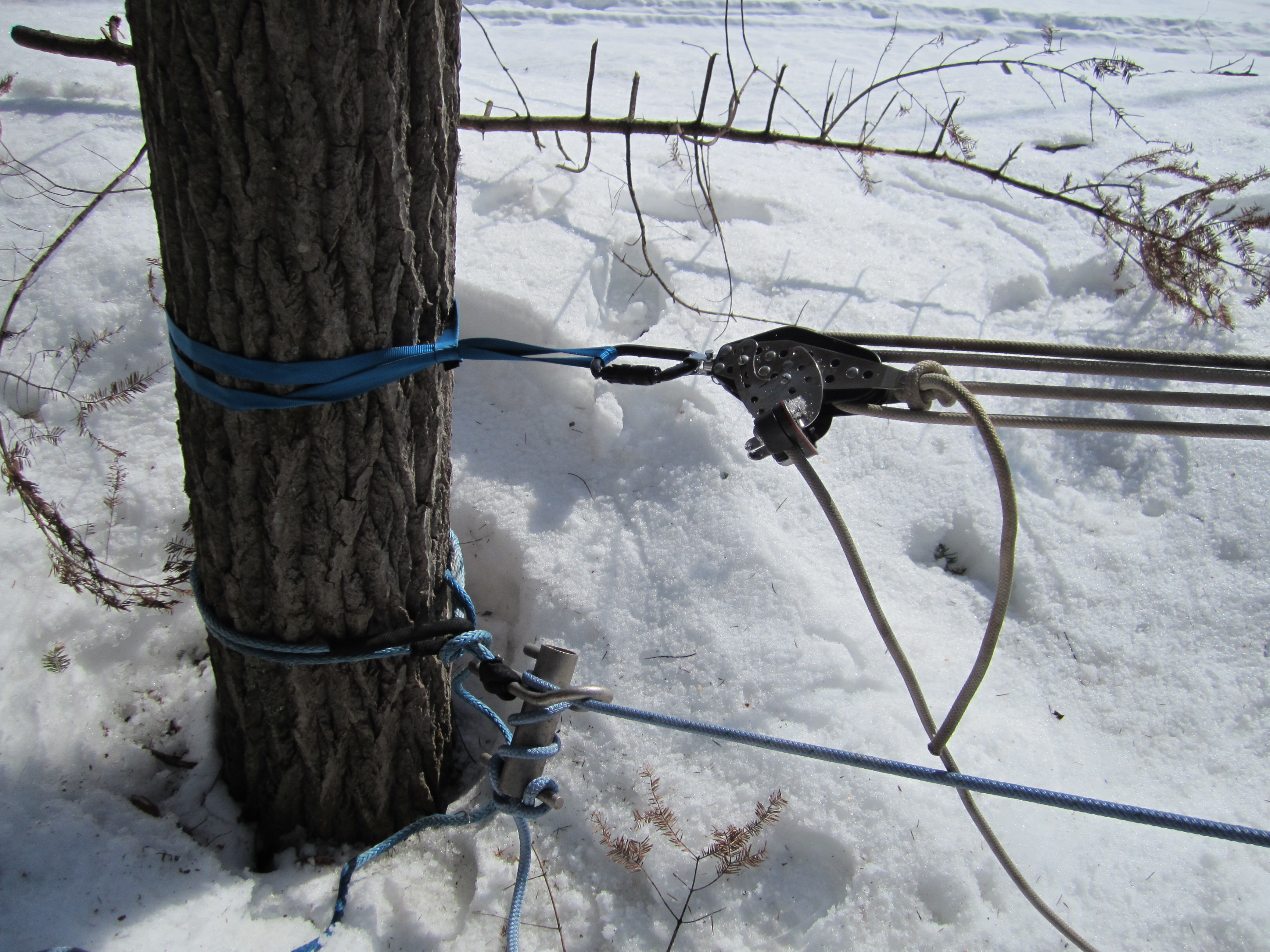 C11: Techniques de mouflage et techniques avancées de déplacement dans les arbres (version originale)