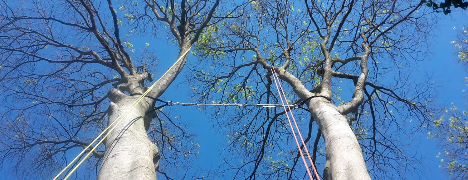 C12: Consolidation des arbres par haubanage (Luca)