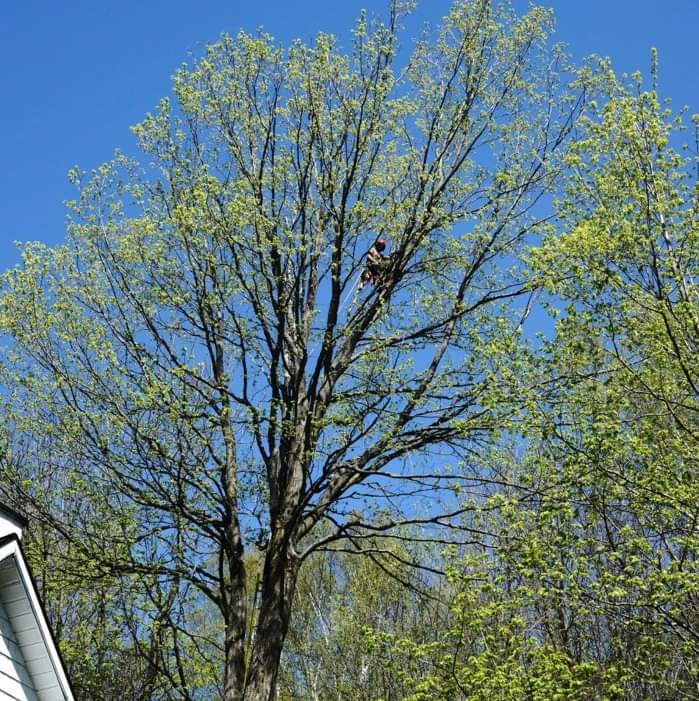 C15: Élagage d'arbres adultes ou sénescents