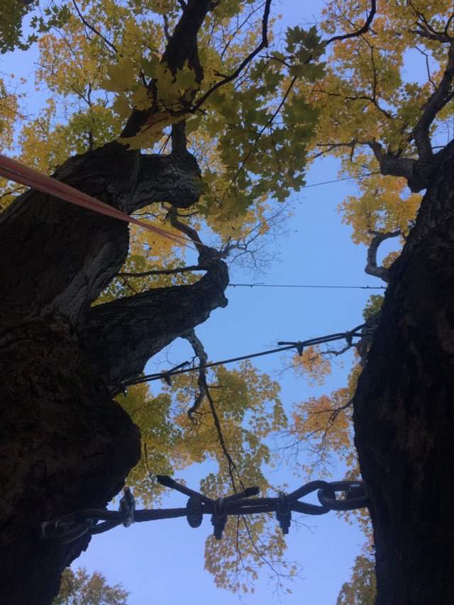 C12: Consolidation des arbres par haubanage (Robin)