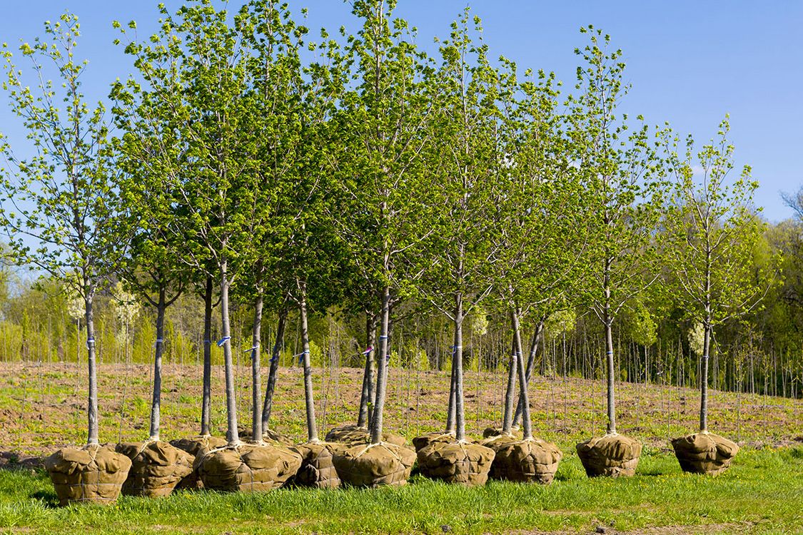 C05: Plantation d'arbres (RAC)