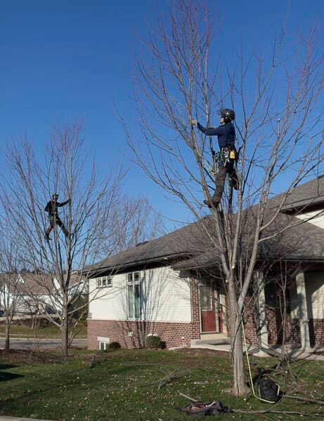 C10: Entretien d'arbres préadultes