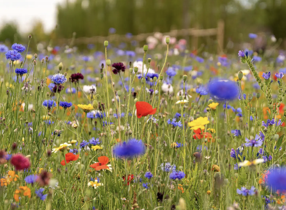 14 Entretien d'une culture à l'extérieur (PRO502JAC)