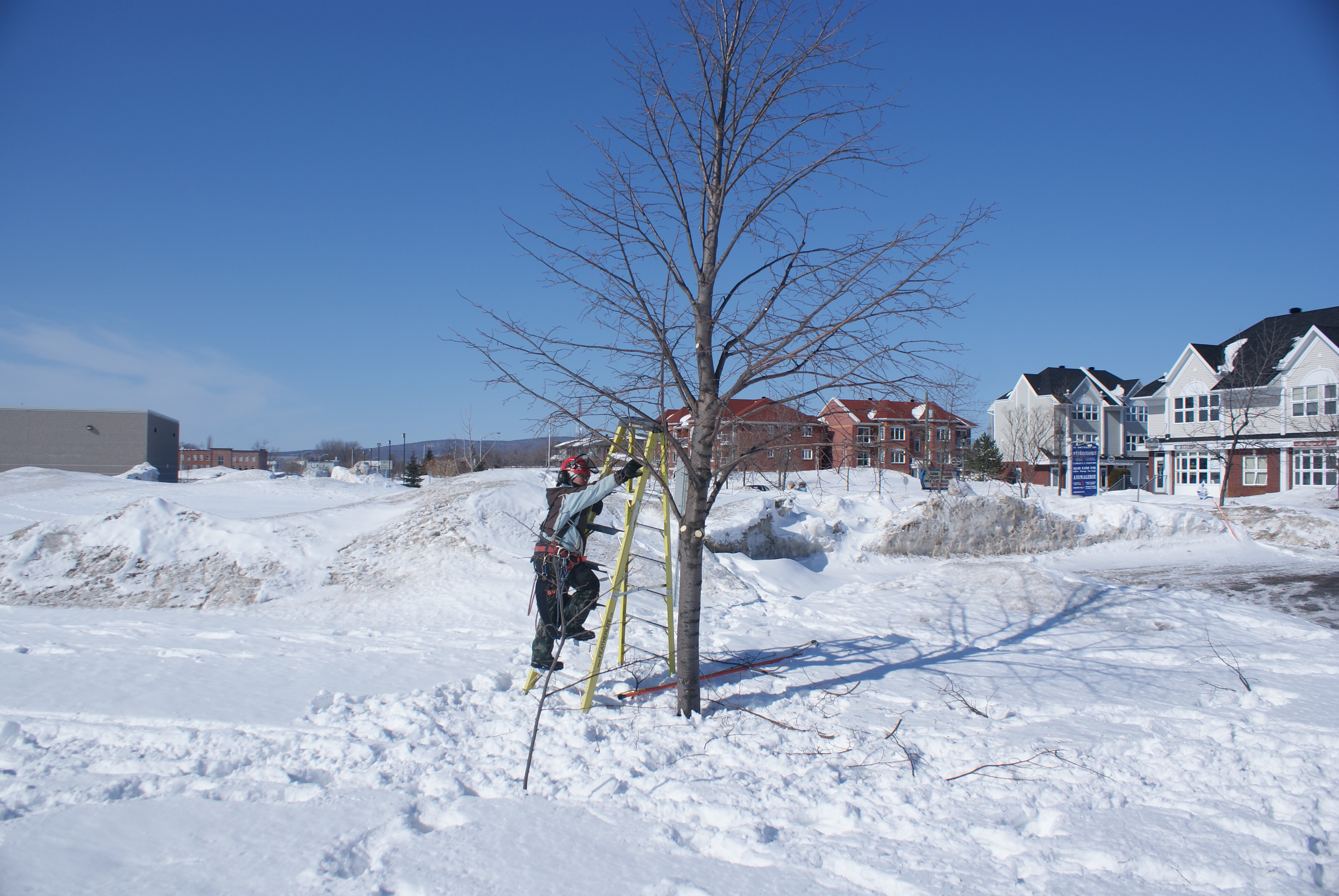 C09: Tailles d'arbres jeunes, d'arbres fruitiers et de haies (Ronald)